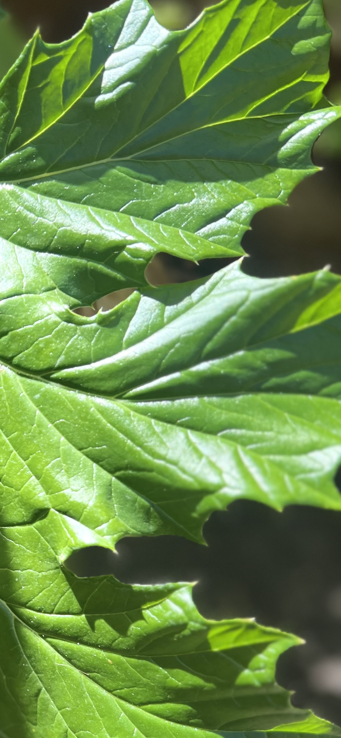 Detailed macro photograph showing the texture of a leaf.