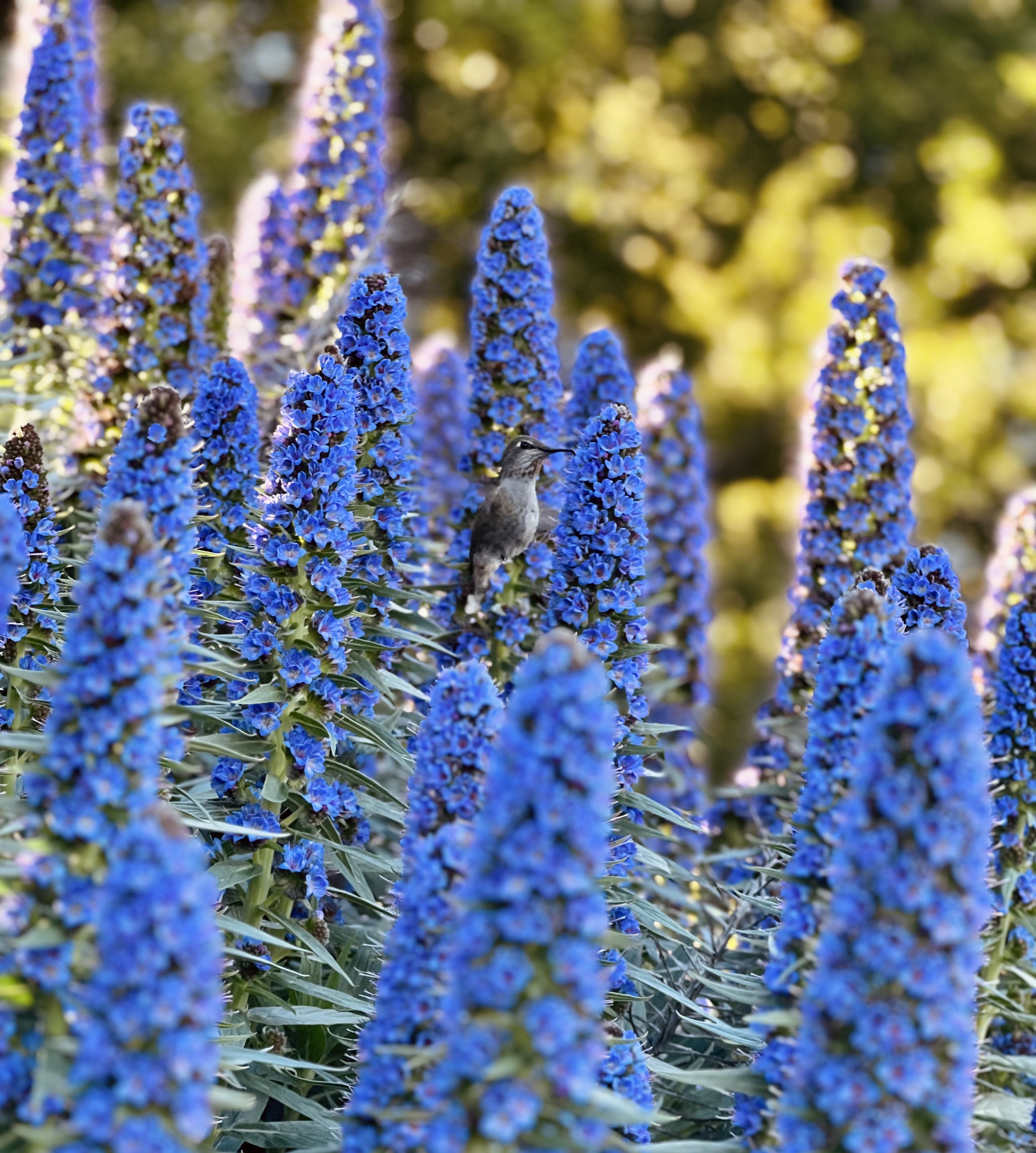 A hummingbird photographed in motion in Dolores Park, San Francisco.