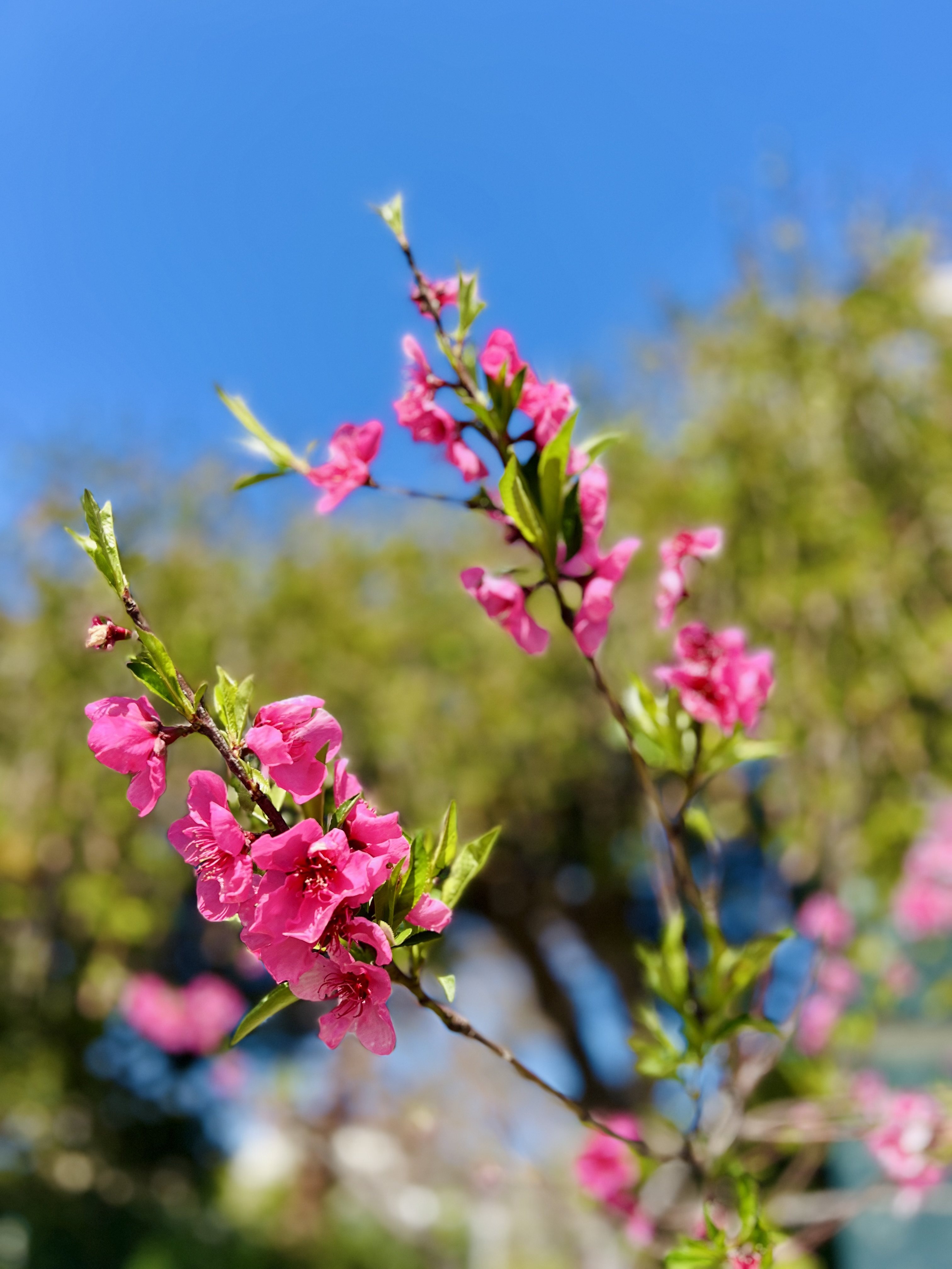 Portrait-oriented photograph of pink blossoms.