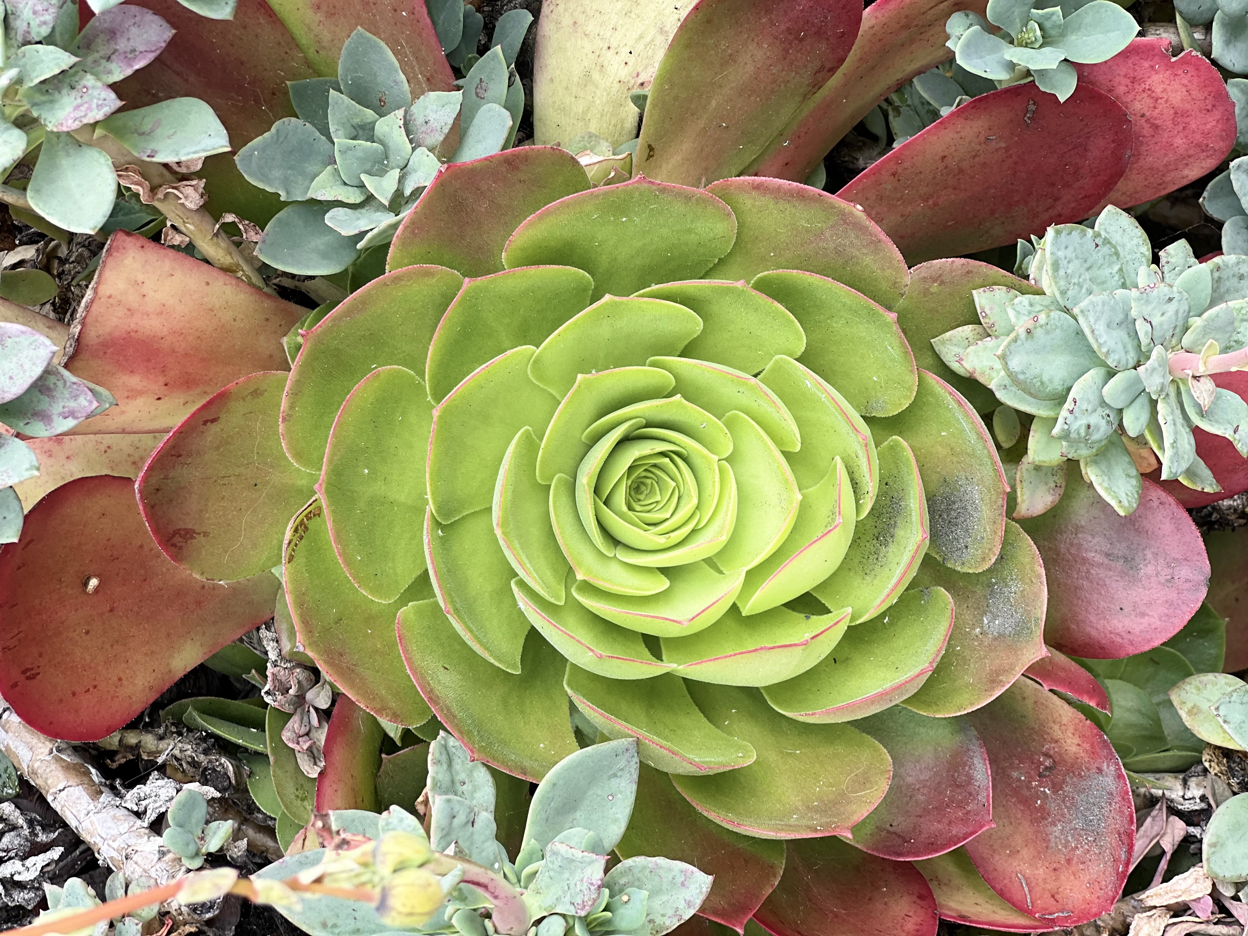 A balanced photographic composition featuring a jade plant.